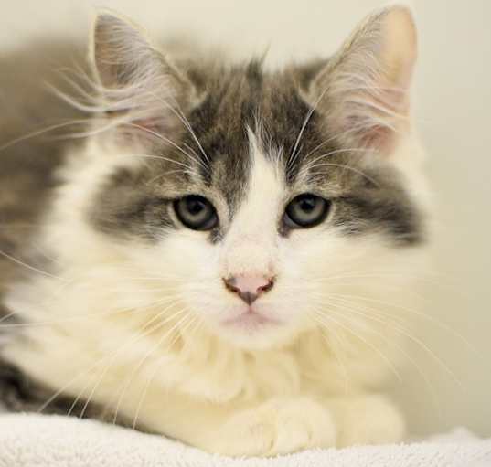 Photo of Biscuit
