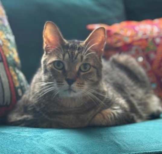 Photo of Lynx