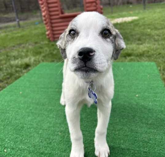 Photo of Aspen