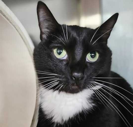 Photo of COOKIE