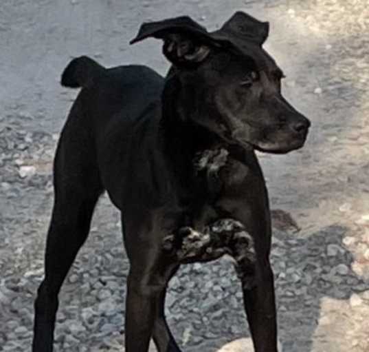 Photo of Dixie