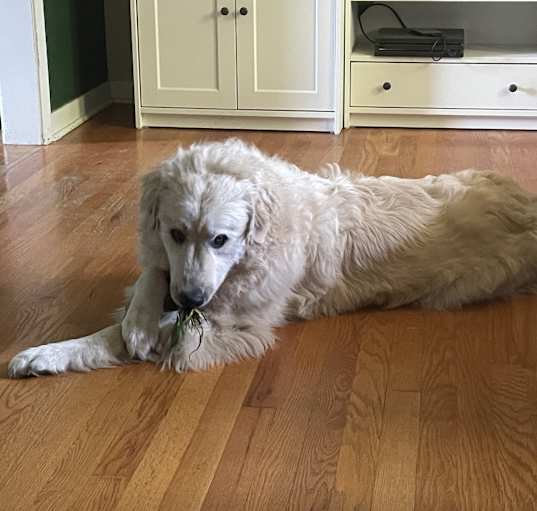 Photo of Baloo