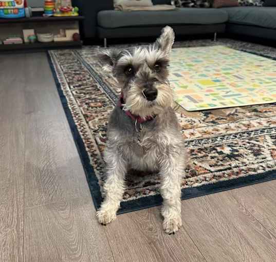 Photo of Coco