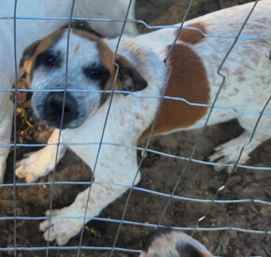 Photo of Patches