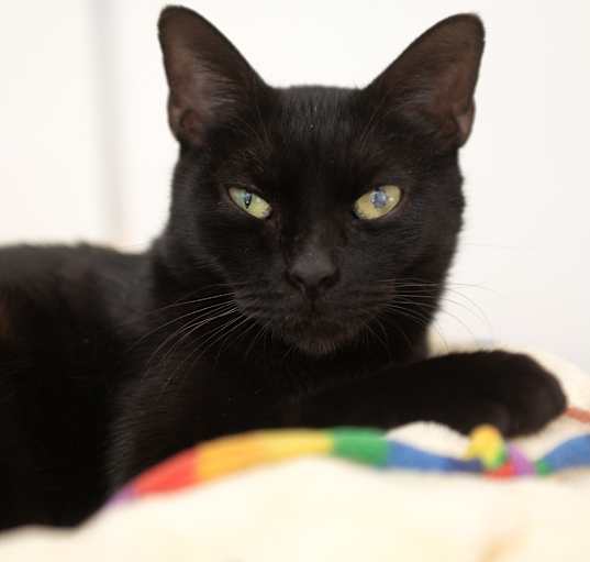 Photo of Molasses