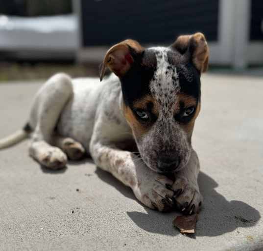 Photo of Quesadilla - 2272