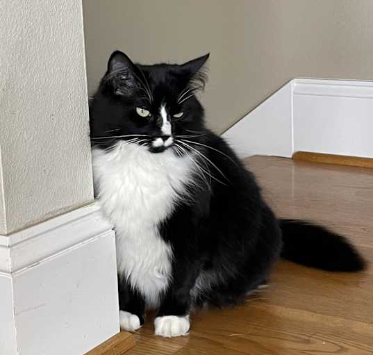 Photo of Nova