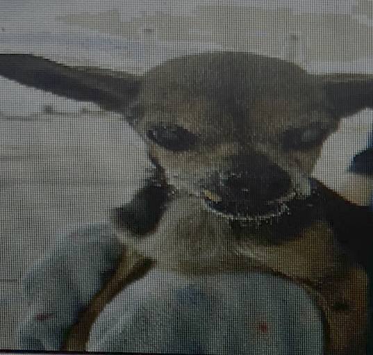 Photo of Elmer