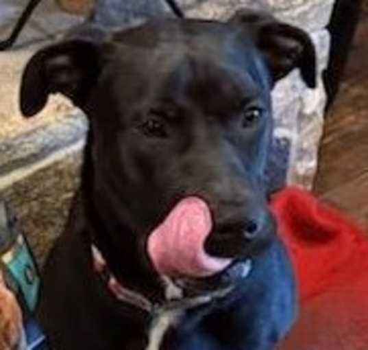 Photo of Watson