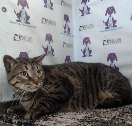Photo of BENTLY