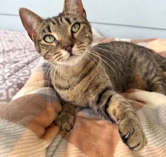 Photo of Tiger Lily