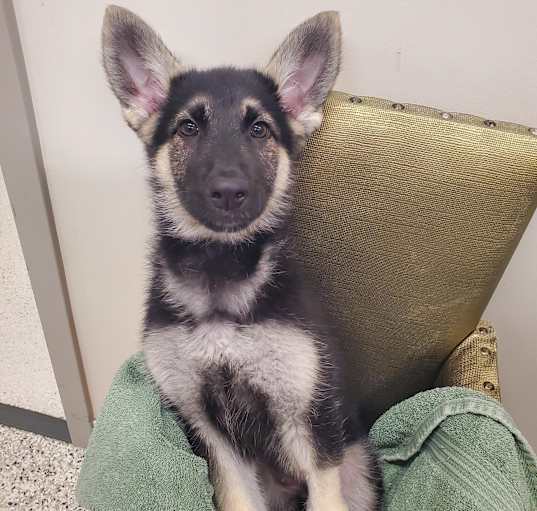 Photo of Xena