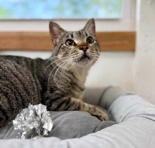 Photo of Ashley Paws