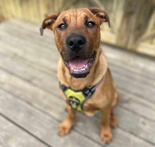 Photo of Brody