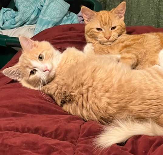 Photo of Chessa (bonded with Charlie)