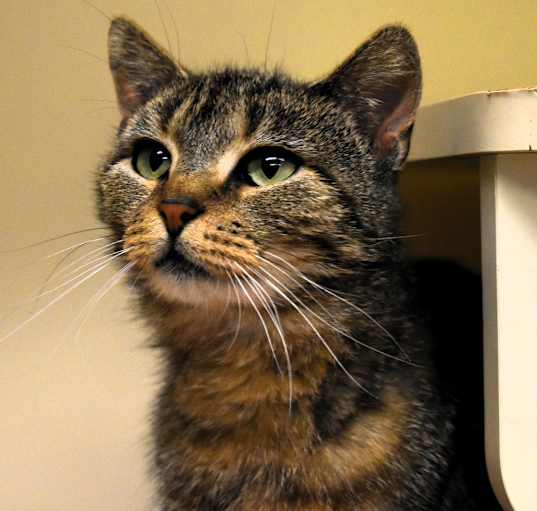 Photo of Patches