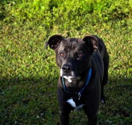 Photo of Scout