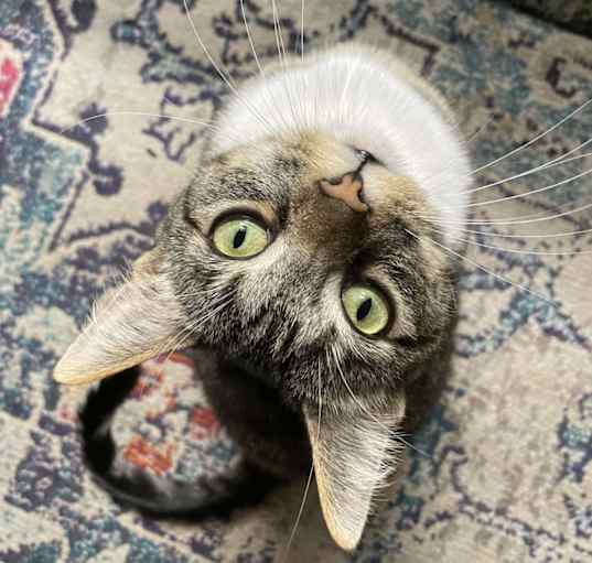 Photo of Misa