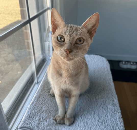 Photo of Misty