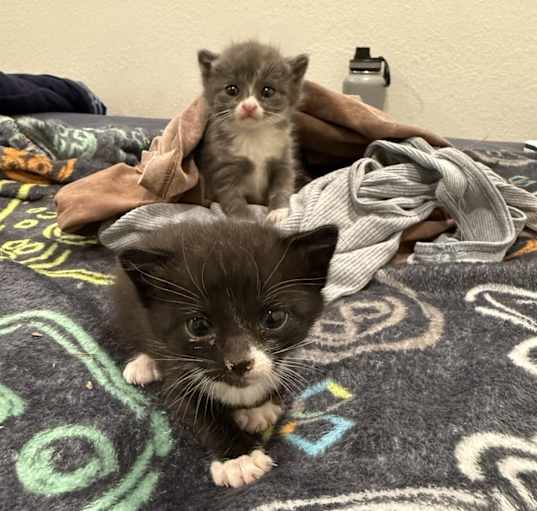 Photo of 2 Found Kittens