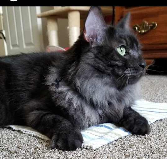 Photo of Smokey