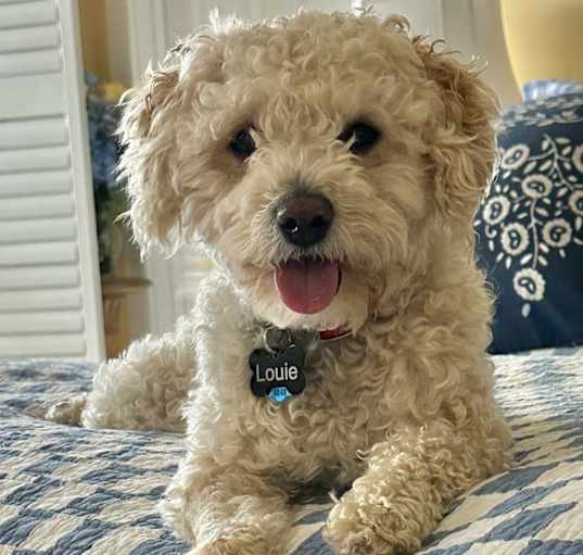 Photo of Louie
