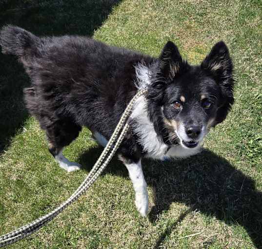 Photo of Roscoe