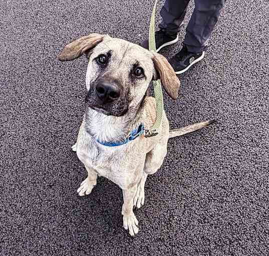 Photo of Buddy