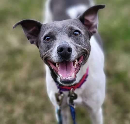 Photo of Mojo