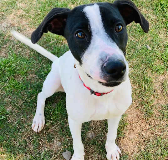Photo of Domino 