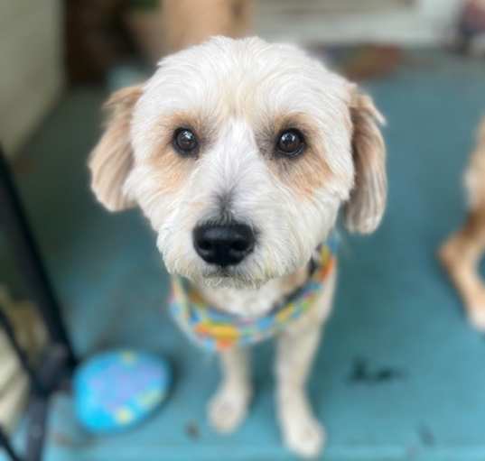 Photo of Benji