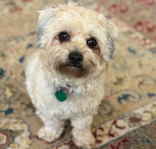 Photo of Daphne
