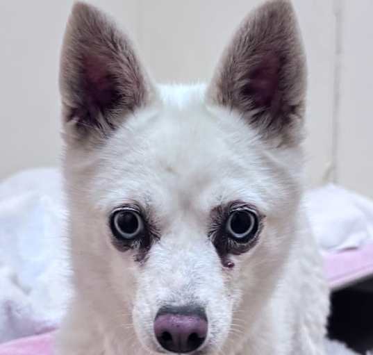 Photo of Pearl