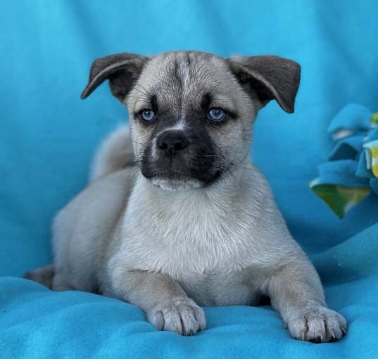 Photo of Peanut