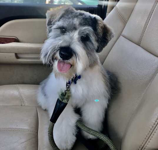 Photo of Rocco