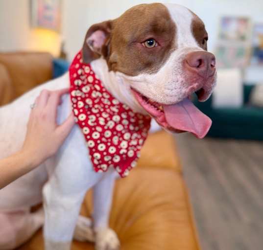 Photo of Lucy Chase Family Dog