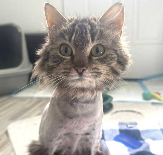 Photo of Talula