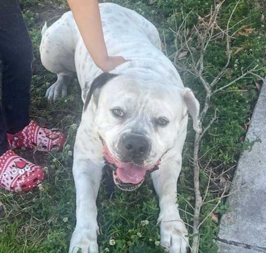 Photo of Chance