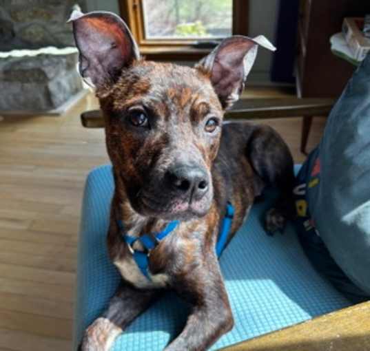 Photo of Leela (in foster)
