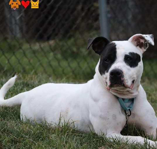 Photo of DOTTIE