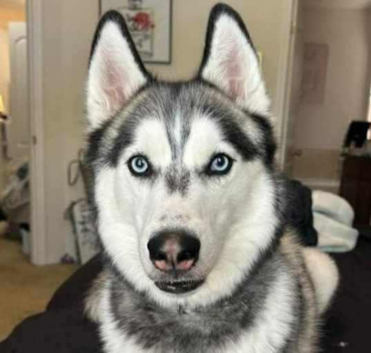 Photo of Whiskey