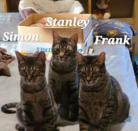 Photo of Simon