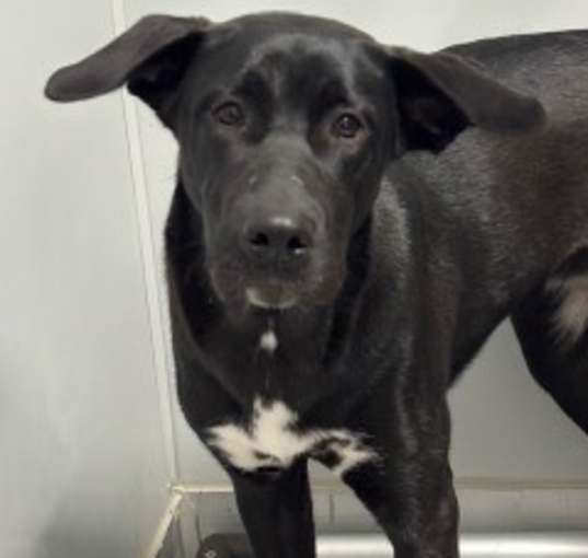 Photo of Roxie