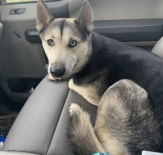 Photo of Suki