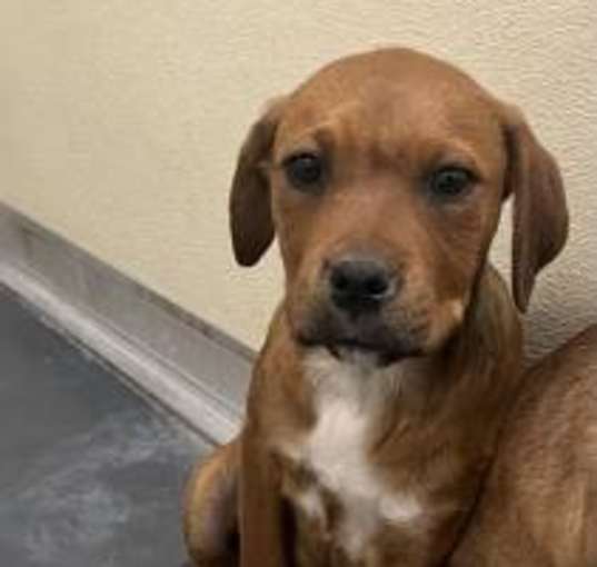 Photo of Buttercup
