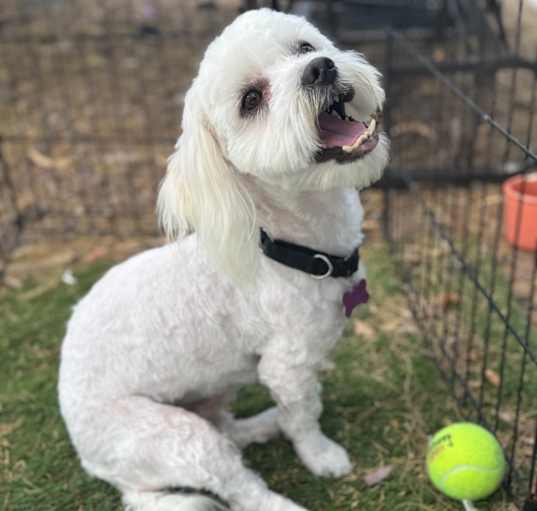 Photo of Meatball