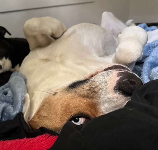 Photo of Goose