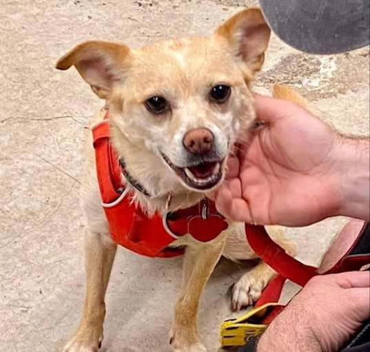 Photo of Max *Adopt*