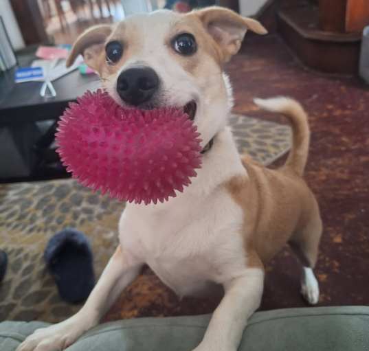 Photo of Atlas