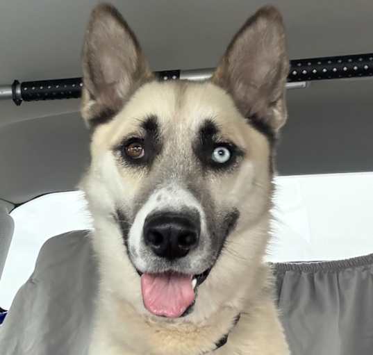 Photo of Beau
